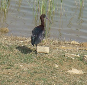 ibis hnědý - ML205327301