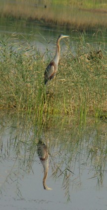Purple Heron - shantilal  Varu