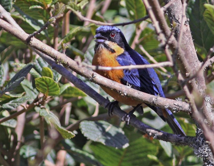 Chestnut-bellied Mountain Tanager - ML205328421