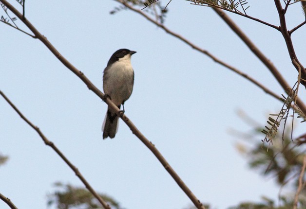Black-capped Warbling Finch - ML205328511