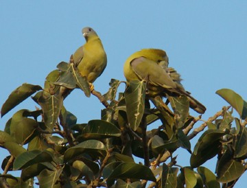 Yellow-footed Green-Pigeon - ML205329951