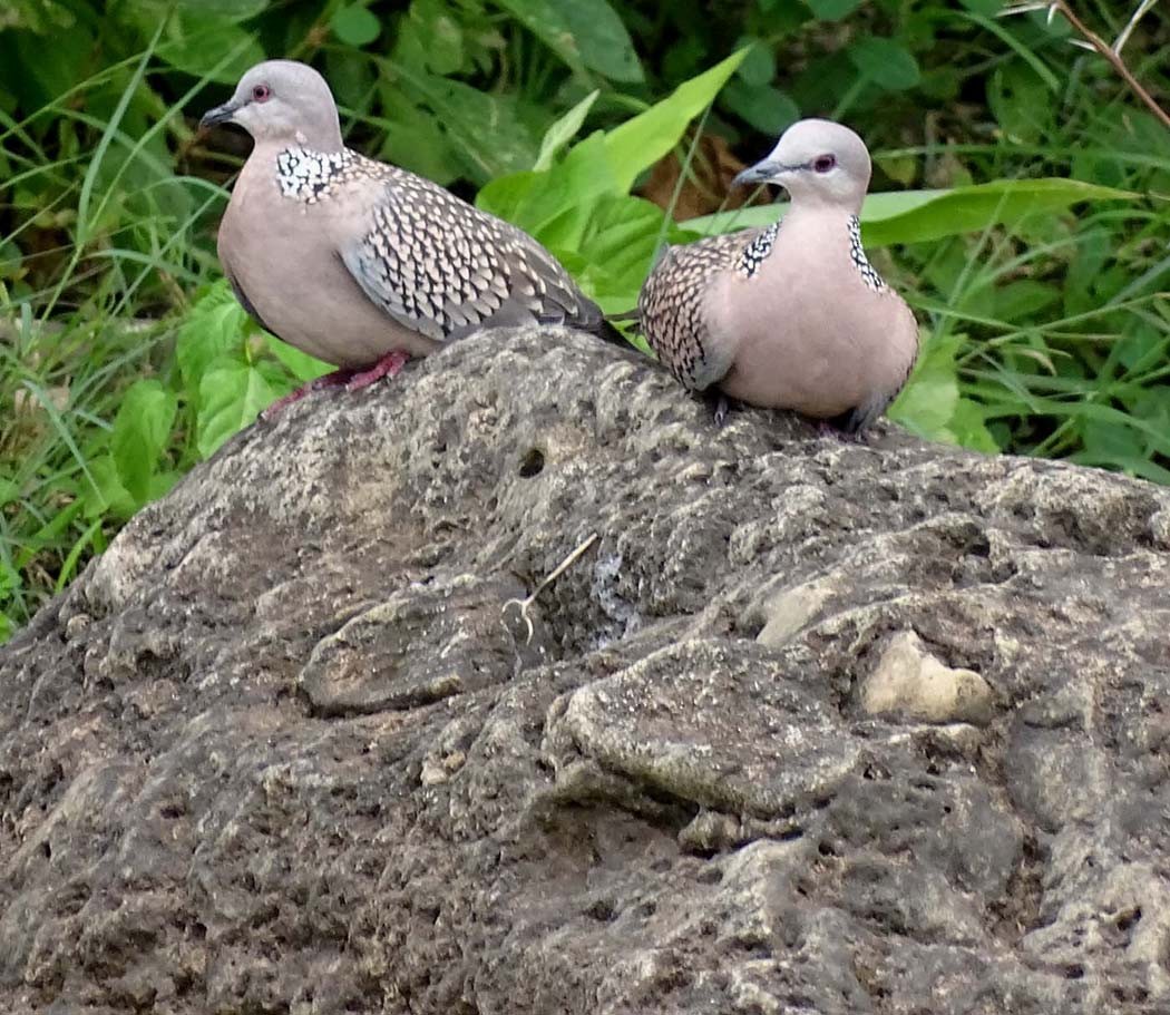 Spotted Dove (Western) - ML205330431