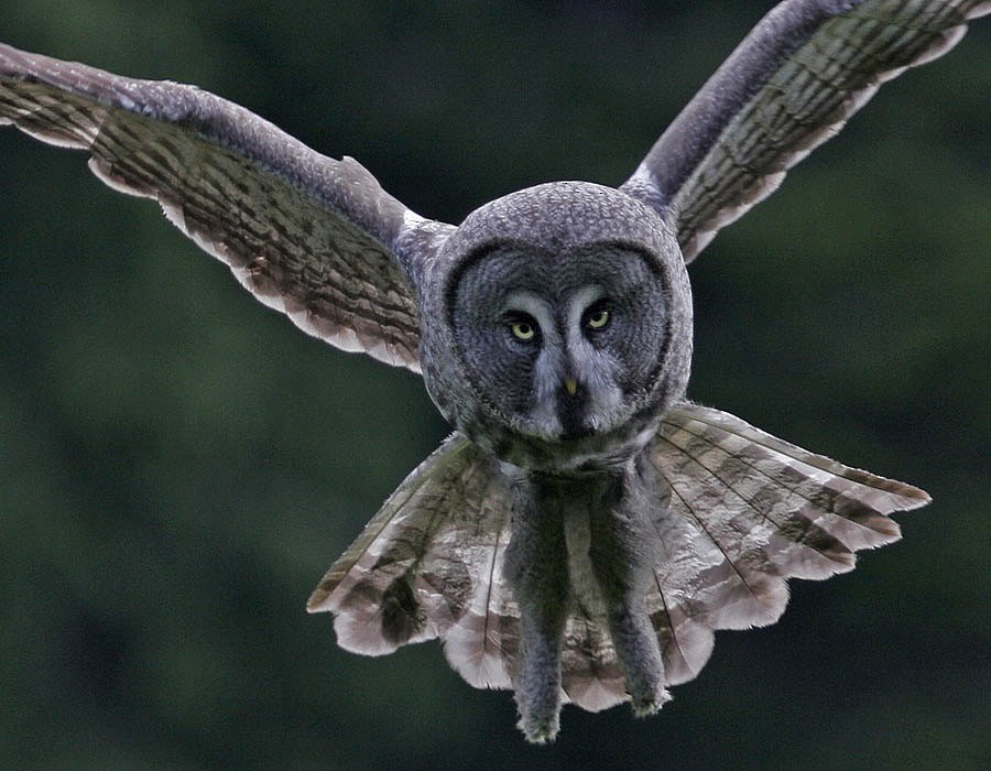 Great Gray Owl (Lapland) - Pia Öberg
