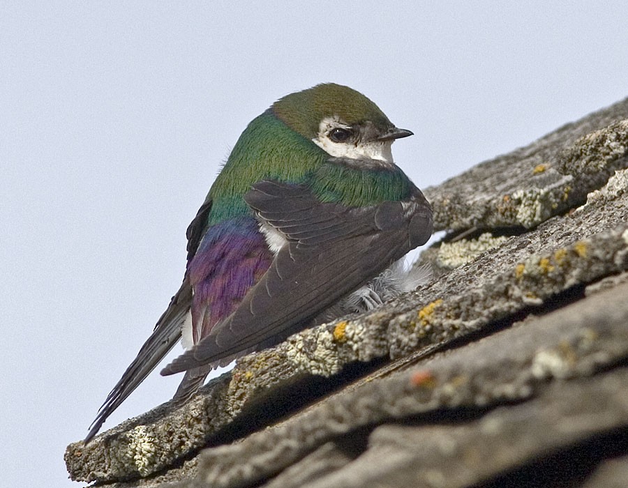 Violet-green Swallow - ML205331041