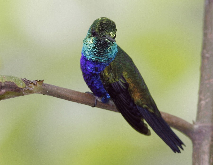 Violet-bellied Hummingbird - Pia Öberg
