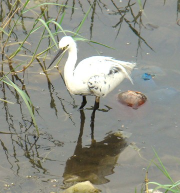 Little Egret (Western) - shantilal  Varu