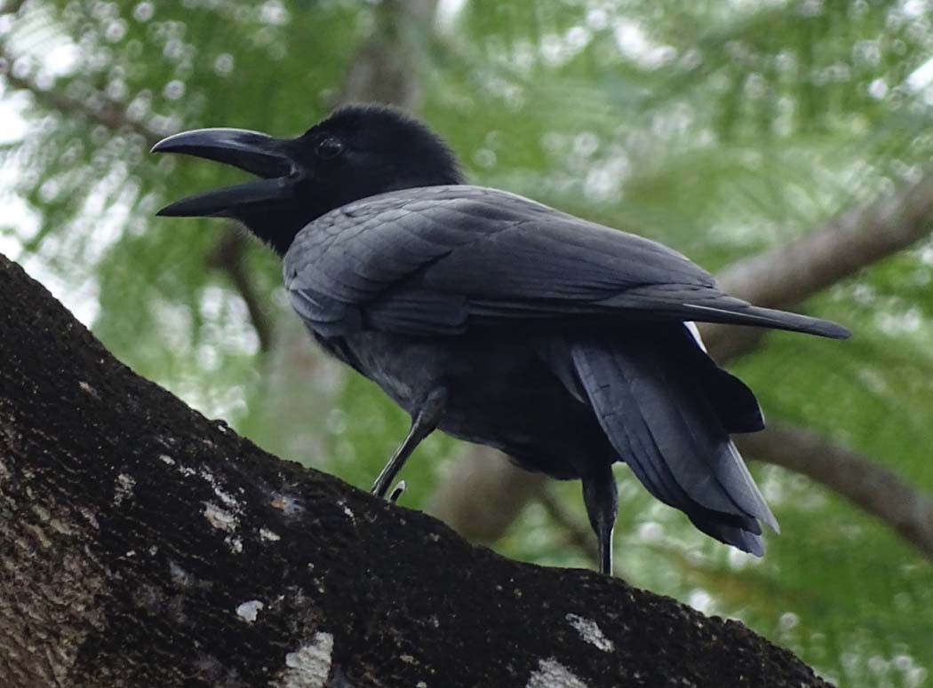 Large-billed Crow - shantilal  Varu