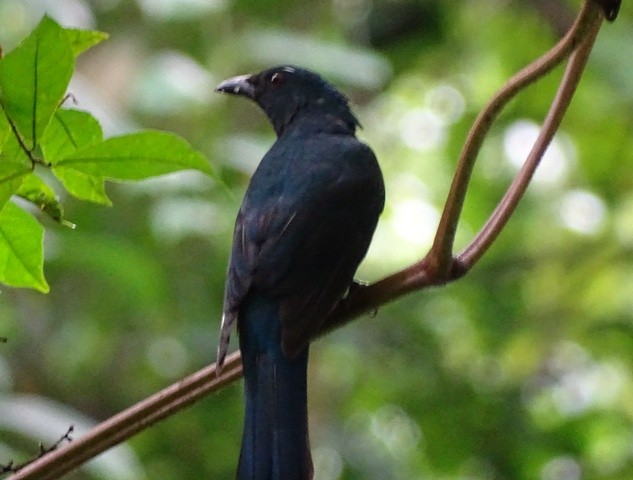 Asian Fairy-bluebird - shantilal  Varu