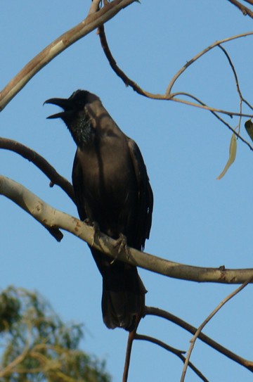 House Crow - shantilal  Varu