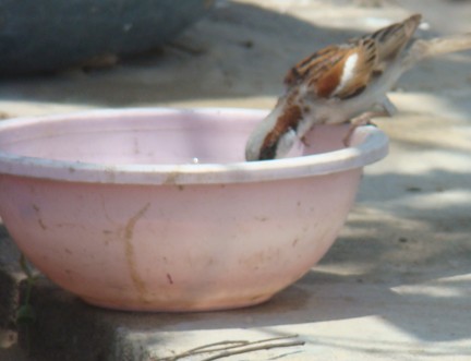 House Sparrow - shantilal  Varu