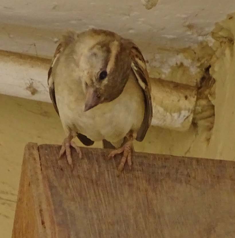 House Sparrow - shantilal  Varu