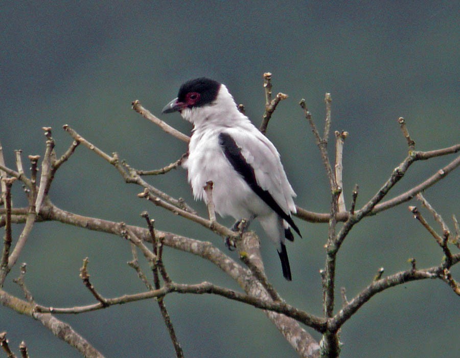 Black-tailed Tityra (Eastern) - Pia Öberg
