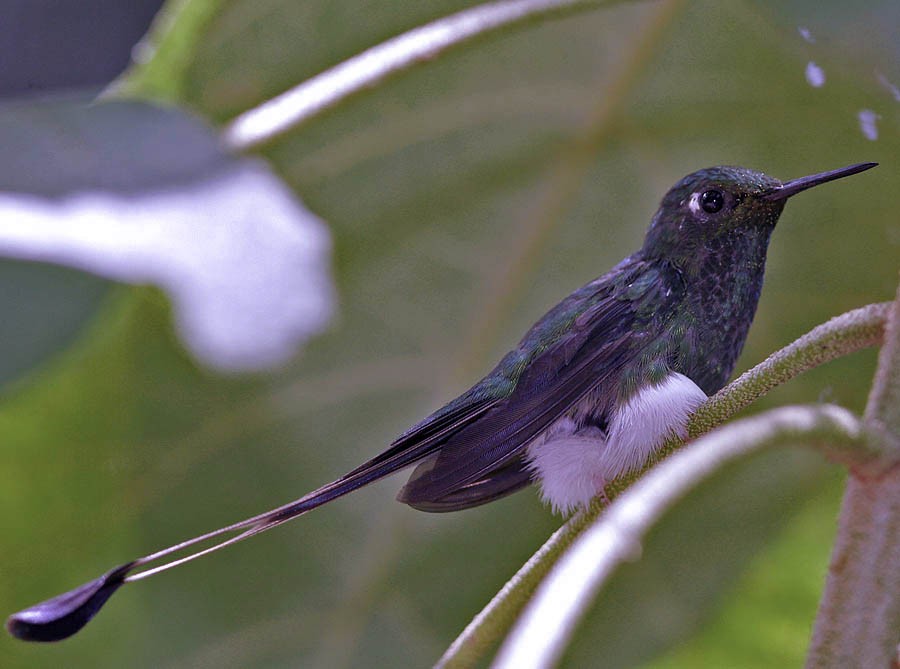 White-booted Racket-tail - Pia Öberg