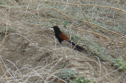 Greater Coucal - ML205337301