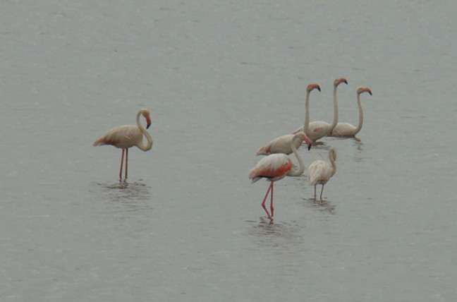 Greater Flamingo - ML205337611
