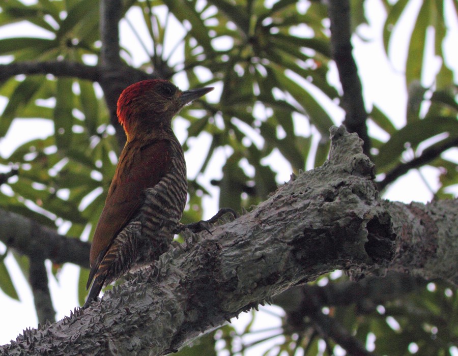 Red-stained Woodpecker - ML205338611
