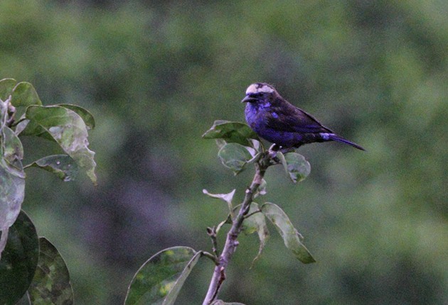 Opal-crowned Tanager - Pia Öberg