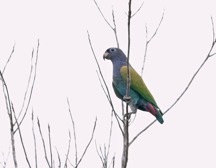 Blue-headed Parrot (Reichenow's) - Pia Öberg