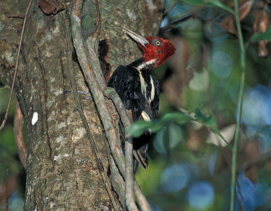 Pale-billed Woodpecker - Pia Öberg