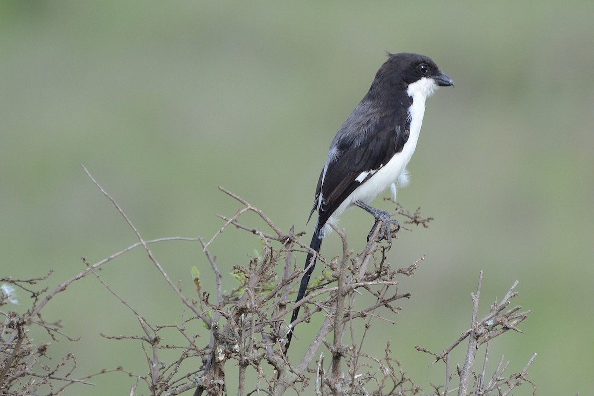 Long-tailed Fiscal - ML205338981