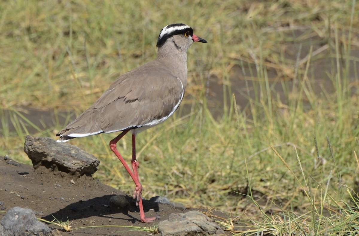 Crowned Lapwing - Liam Hughes