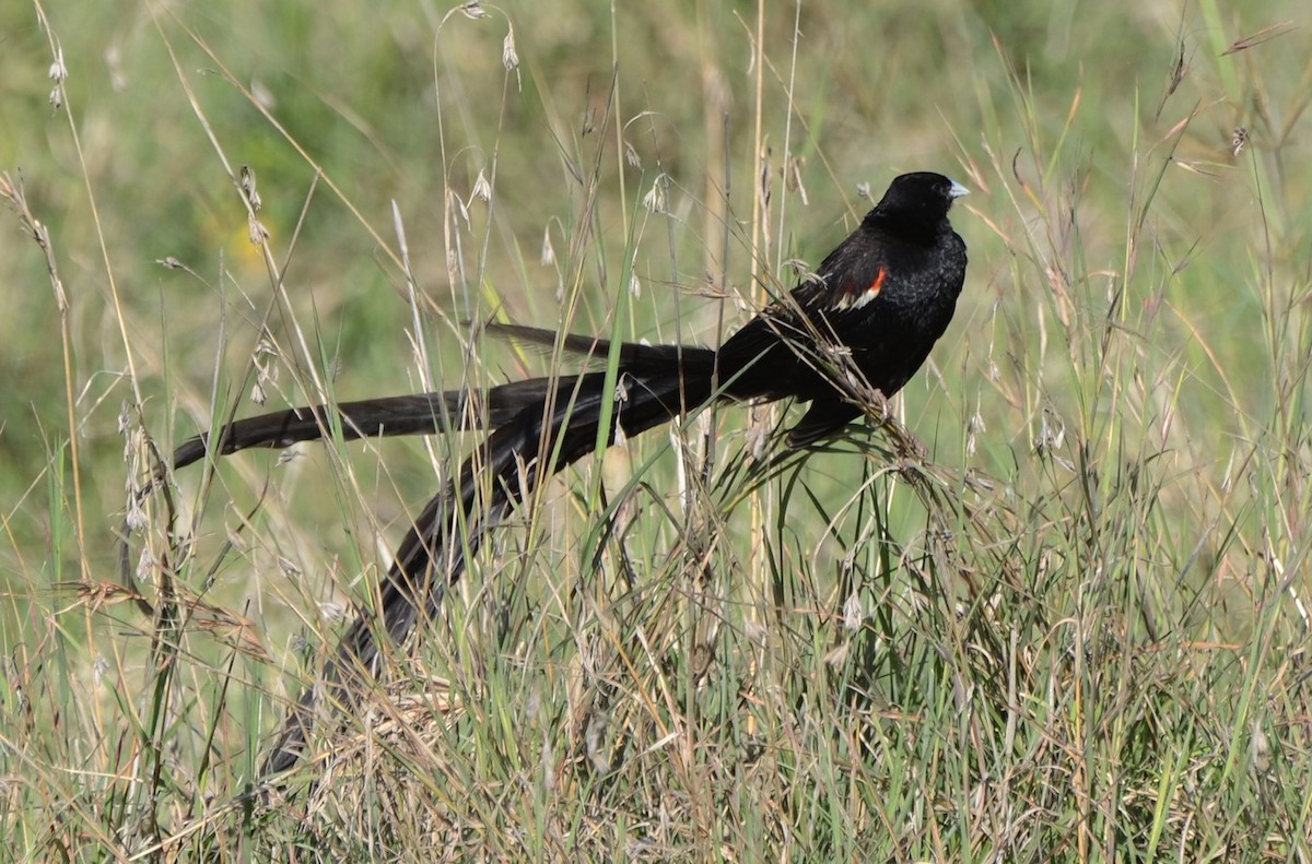 Long-tailed Widowbird - ML205339151