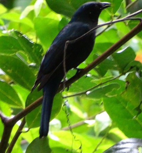 Asian Fairy-bluebird - shantilal  Varu