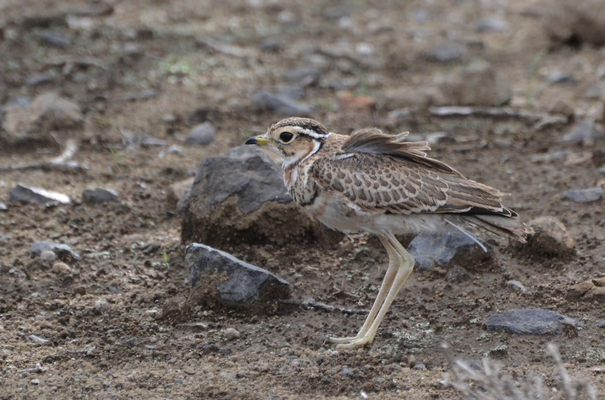 Three-banded Courser - Liam Hughes
