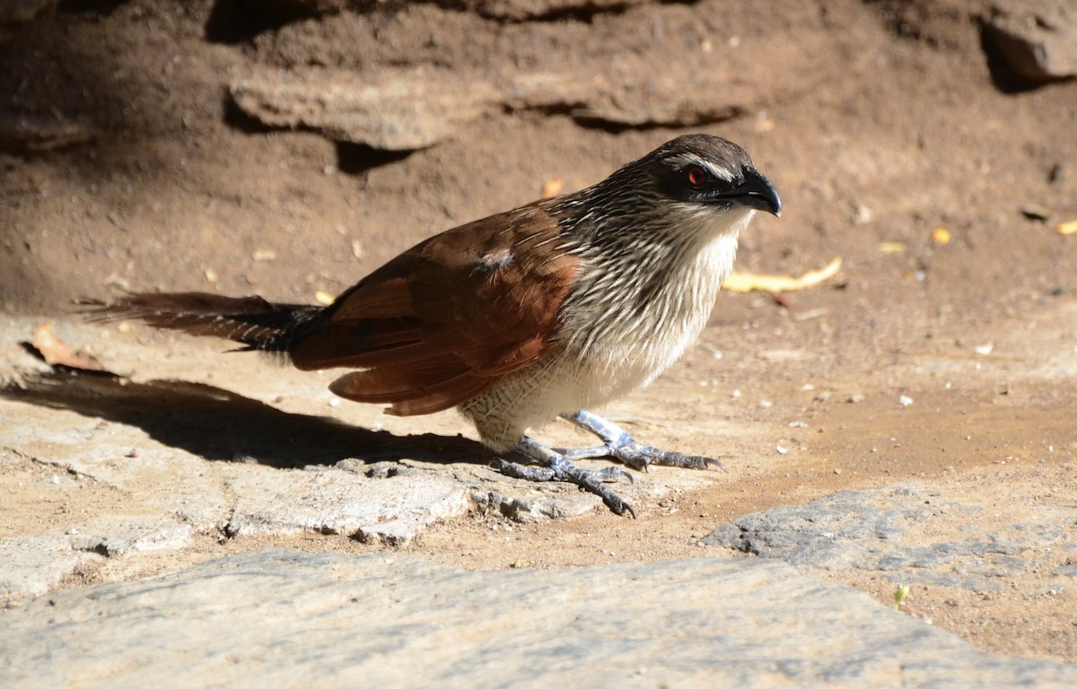 White-browed Coucal (White-browed) - Liam Hughes