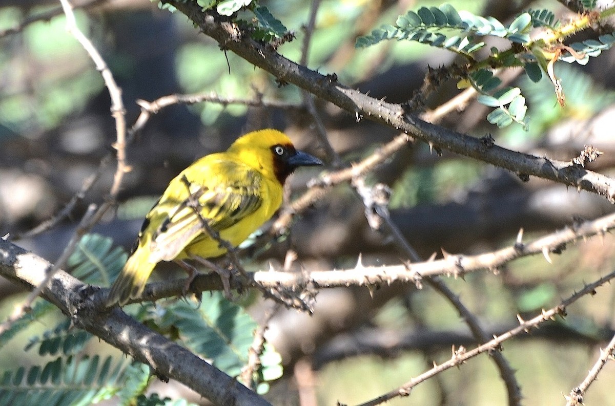 Northern Brown-throated Weaver - Liam Hughes