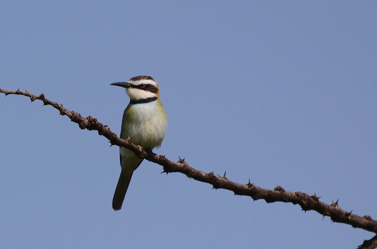 White-throated Bee-eater - Liam Hughes