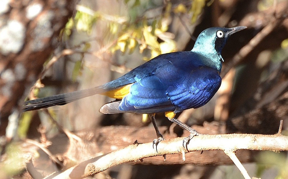 Golden-breasted Starling - ML205341511