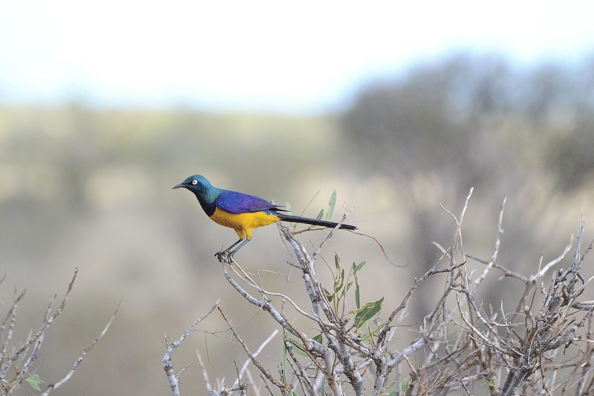 Golden-breasted Starling - ML205341541