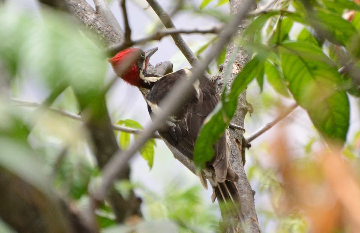 Lineated Woodpecker (Dusky-winged) - Liam Hughes