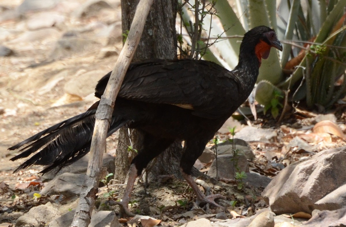 White-winged Guan - Liam Hughes