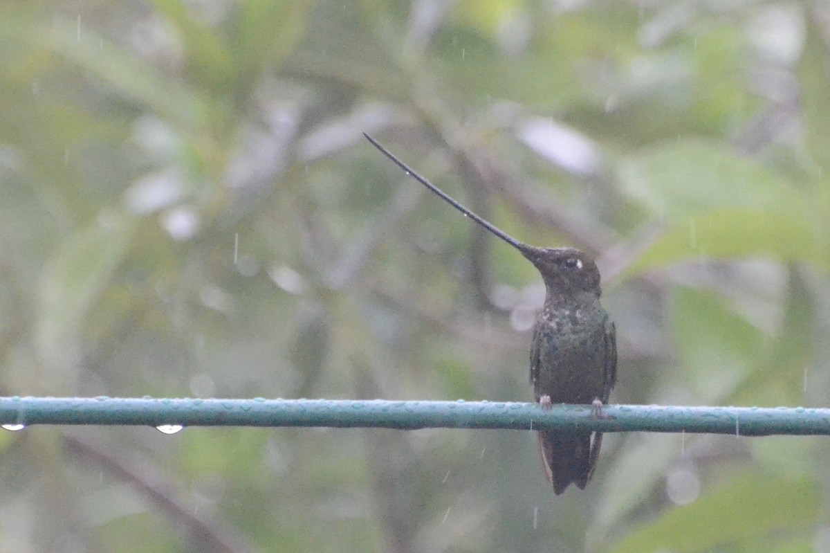Sword-billed Hummingbird - ML205341841