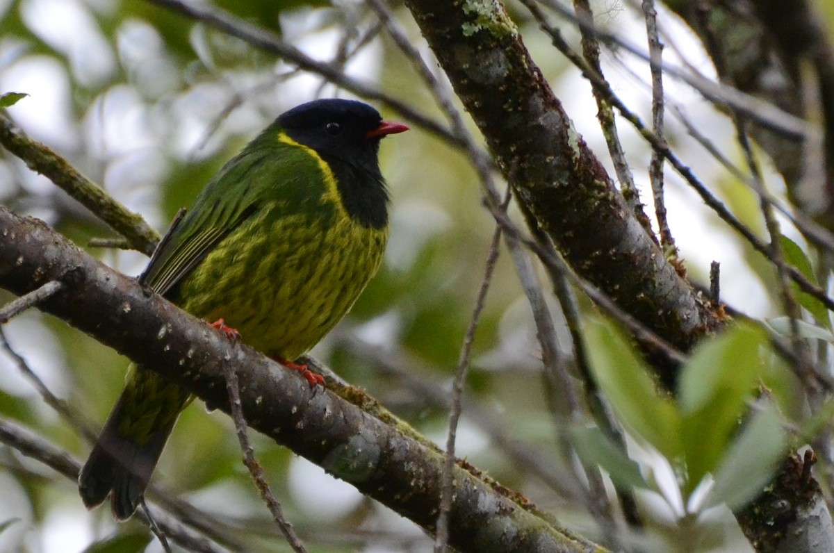 Green-and-black Fruiteater (Green-and-black) - Liam Hughes