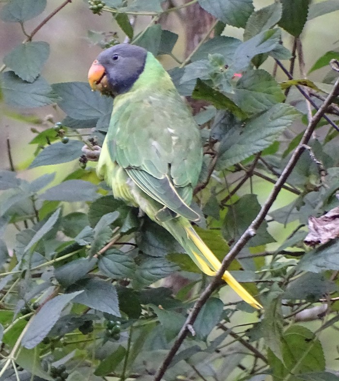 Himalaya Yeşil Papağanı - ML205343301