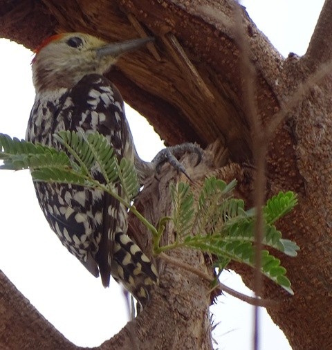 Yellow-crowned Woodpecker - ML205343541
