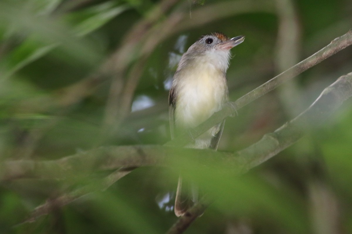 Scaly-crowned Babbler - ML205344251