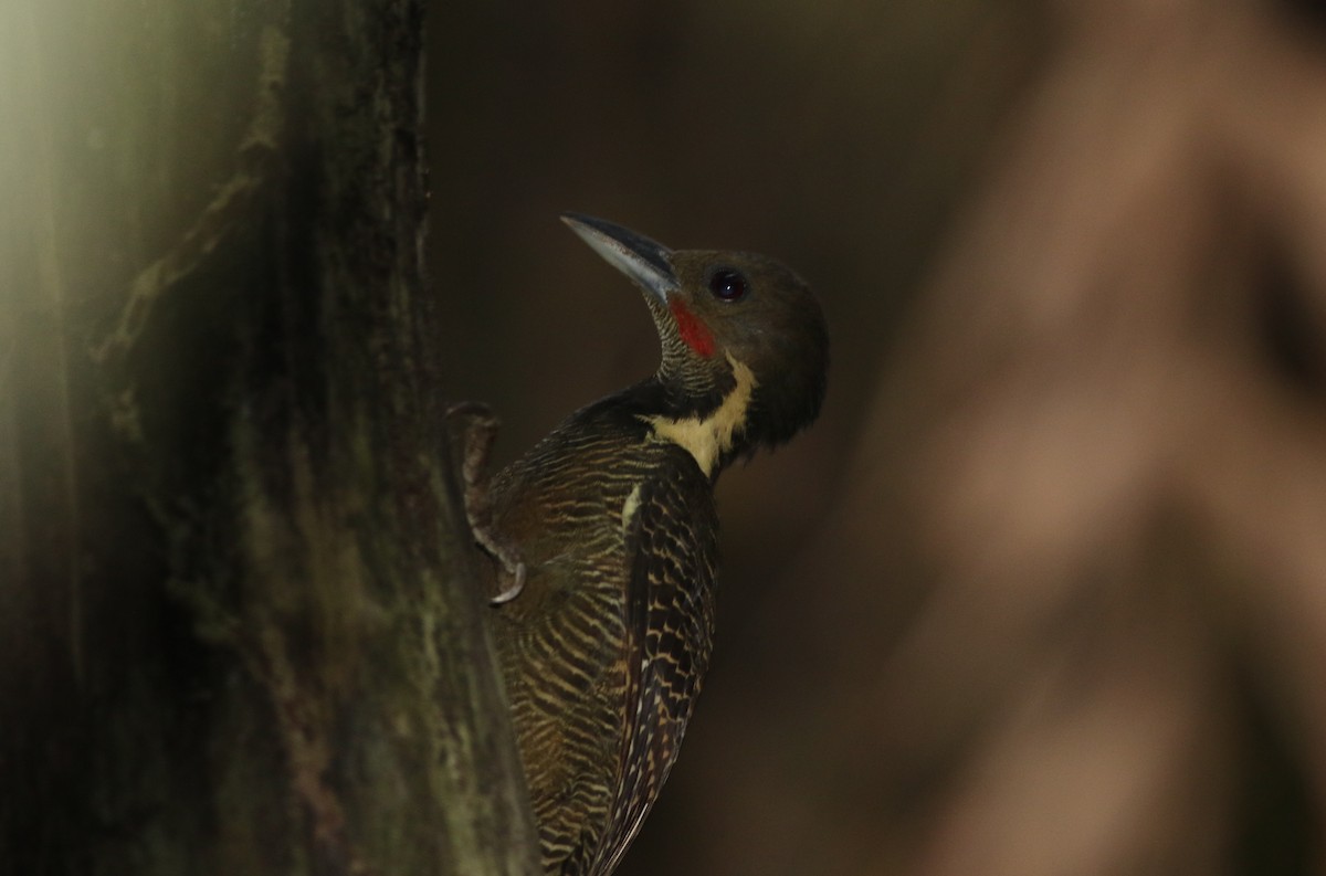 Buff-necked Woodpecker - Liam Hughes