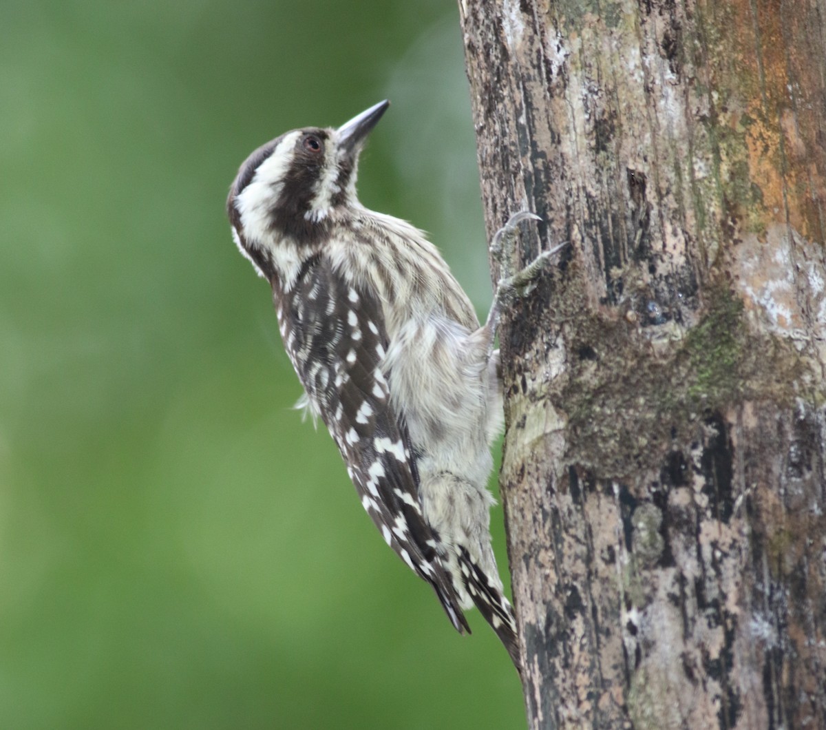 Sunda Pygmy Woodpecker - Liam Hughes