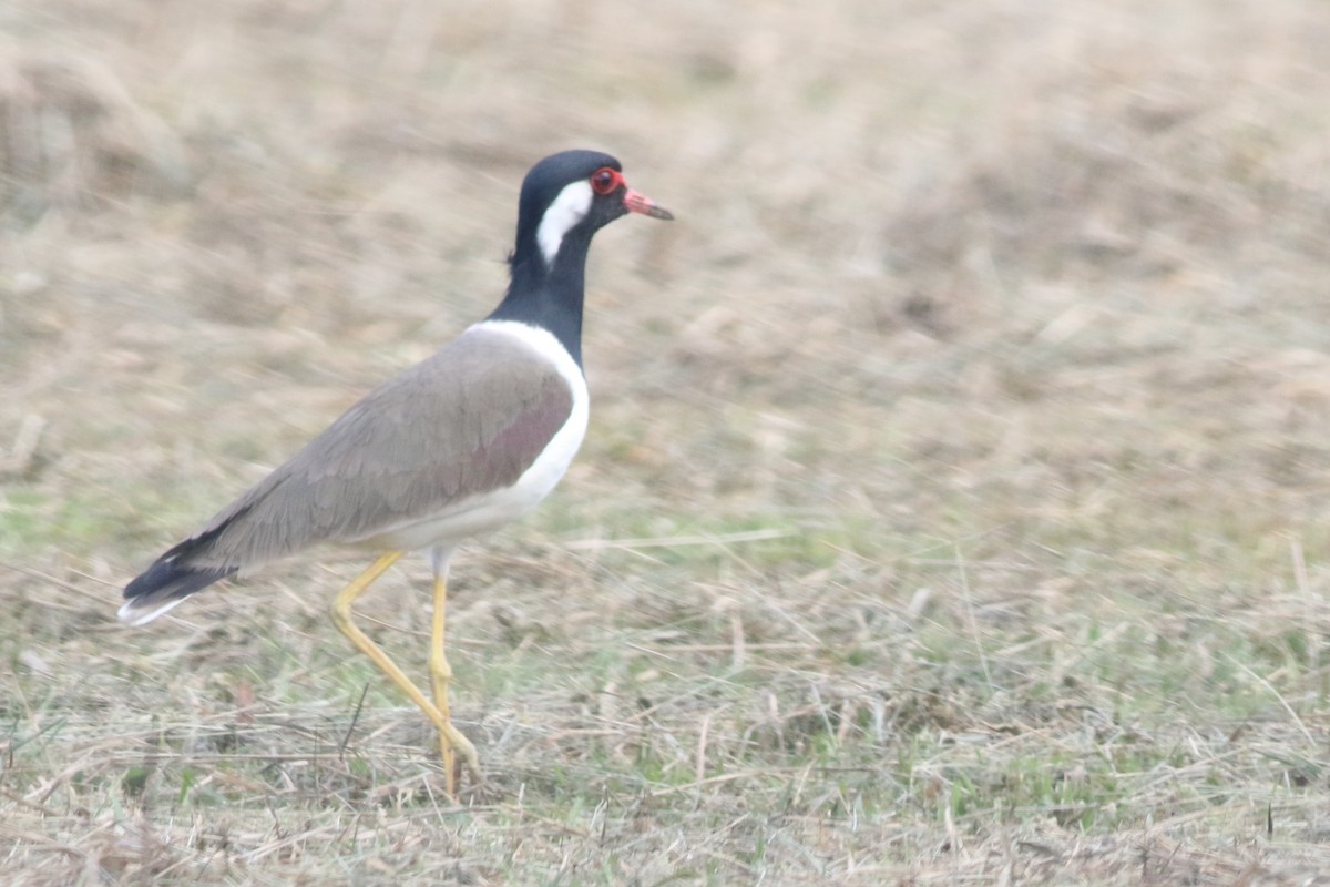 Red-wattled Lapwing - Liam Hughes
