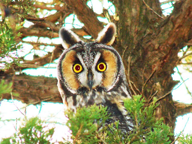 Long-eared Owl (American) - Mick ZERR