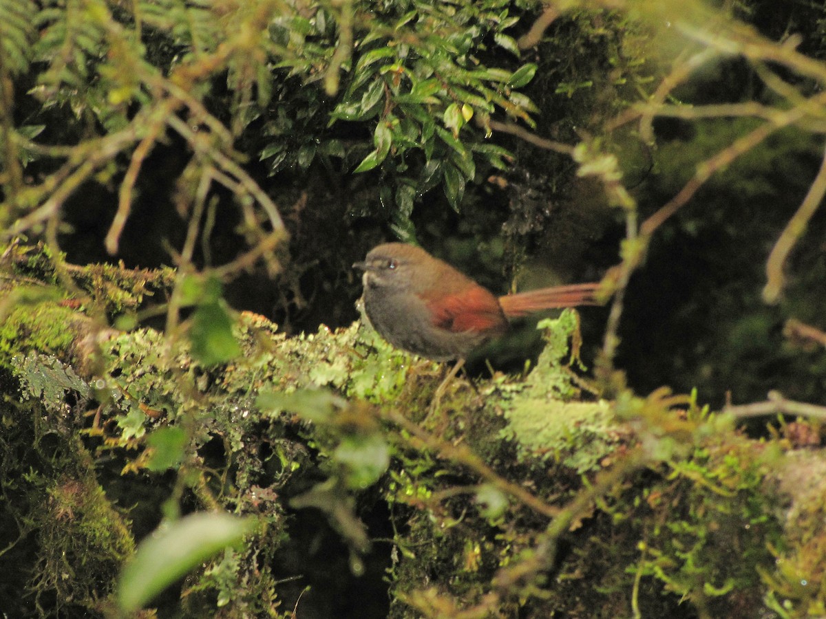 Gray-bellied Spinetail - ML205344741