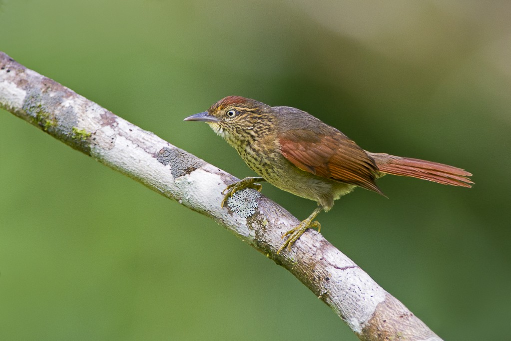 Speckled Spinetail - ML205344871