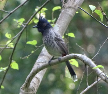 Red-vented Bulbul - ML205345811