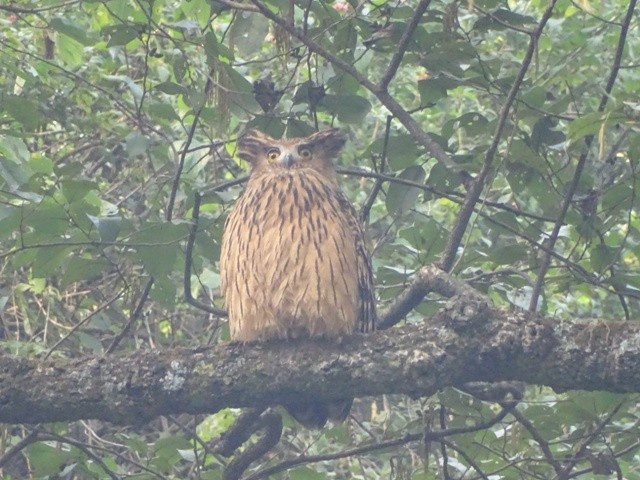 Tawny Fish-Owl - shantilal  Varu