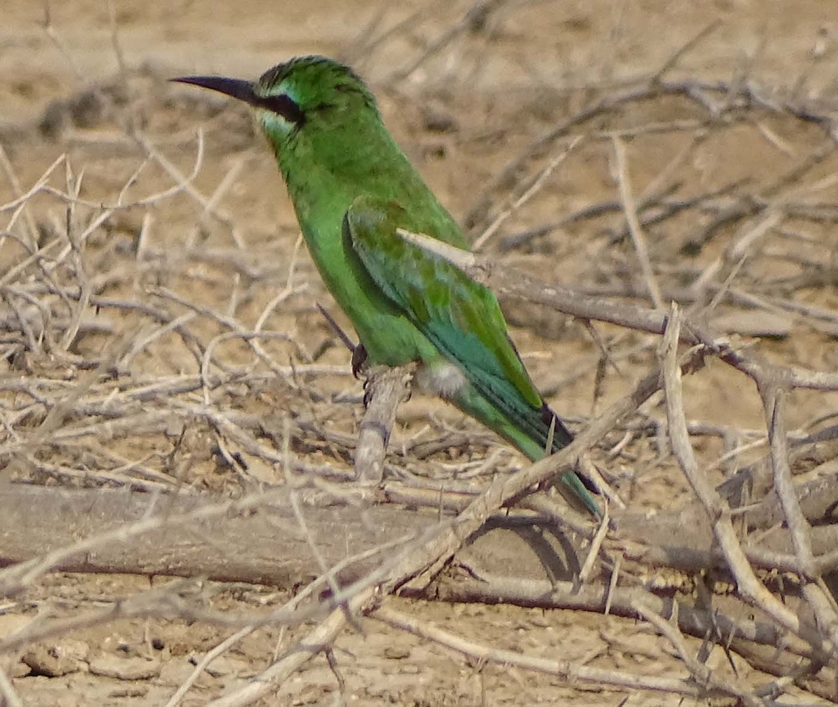 Blue-cheeked Bee-eater - shantilal  Varu