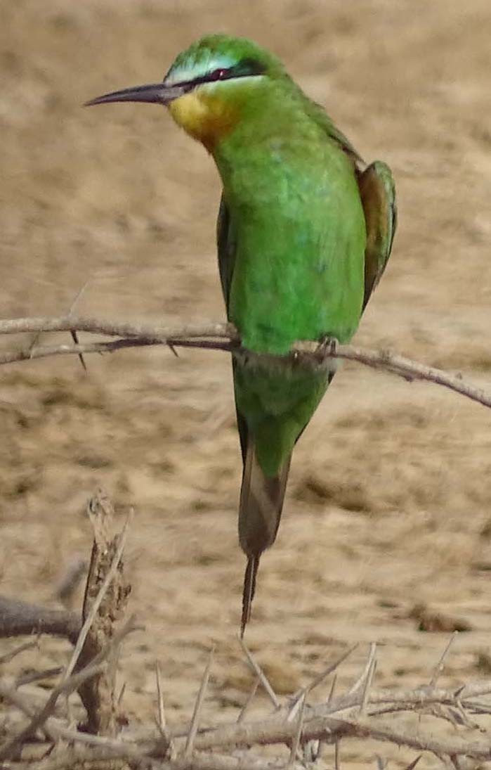 Blue-cheeked Bee-eater - shantilal  Varu